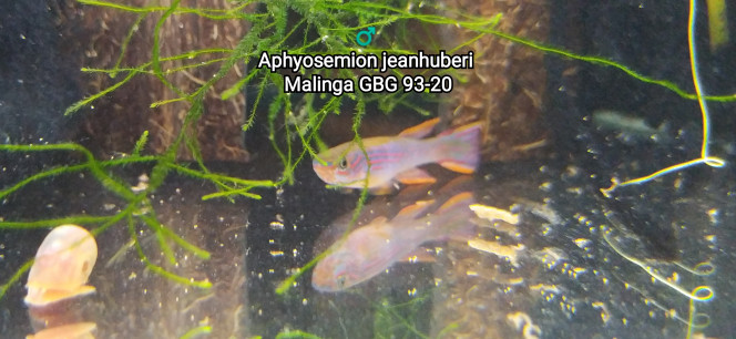 ♂️ Aphyosemion jeanhuberi Malinga GBG 93-20 Photo issus de mon bac 342