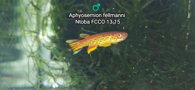 ♂️ Aphyosemion fellmanni Ntoba FCCO 13-15 Photo issus de mon bac 241