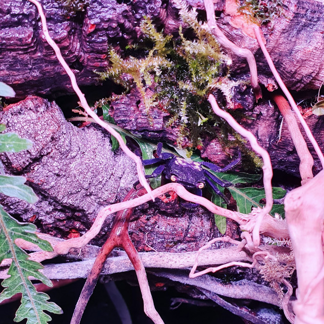 Paludarium crabe vampire Enfin quelque photos de mon dernier projet, qui se construit et s'étoffe petit à petit, je vous envois plus d'informations ce soir ✌