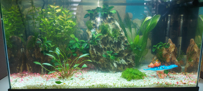 Aquarium commu 