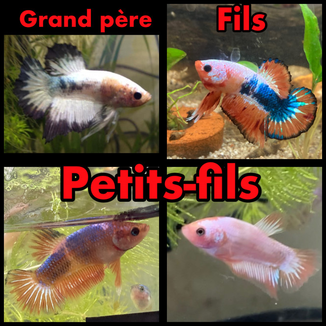 Photographie du post de Nalia 