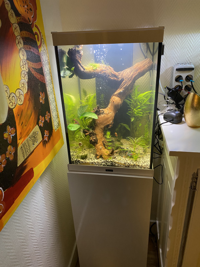 Meilleure décoration aquarium : comment l'aménager ?