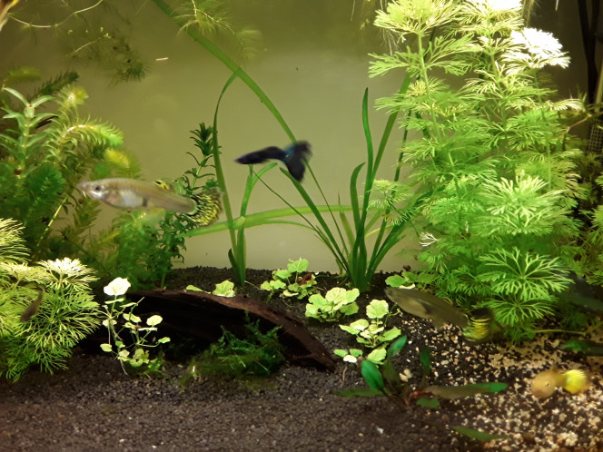  Après quelques mésaventures, le 60l guppy reprend des couleurs :)