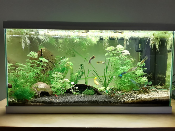  Après quelques mésaventures, le 60l guppy reprend des couleurs :)