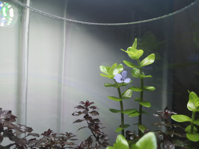 Photographie du post de Wakame 