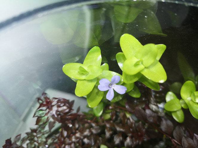 Photographie du post de Wakame 