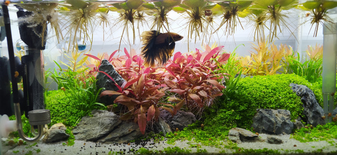  RAS. Le Betta se porte bien,
Ammannia pedicellata ´Golden´ commencent à bien pousser.
Plus d'aquascaping dans ce bac, uniquement optimiser les plantes et laisser faire le temps.

Photo un peu sombre à cause des flottantes sur l'avant plant.