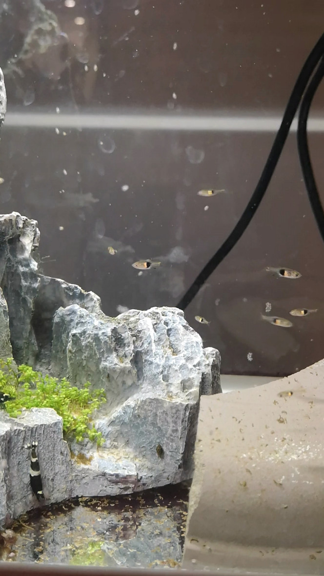 Photographie du post de Wakame 
