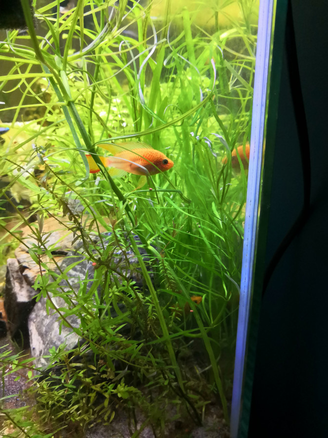 Nouvel arrivant... Et surprise du matin ! Suite à la perte de Simba il y a quelques semaines, nous sommes allés chercher hier chez le même particulier un nouveau mâle apistó. Nala se sentait visiblement trop seule car elle s'intégrait à la communauté des empereurs et commencait à adapter son comportement au leur. " Junior"  nous a donc rejoint hier. Ca a semblé bien matcher hier... Ce matin... Surpriiiiise !