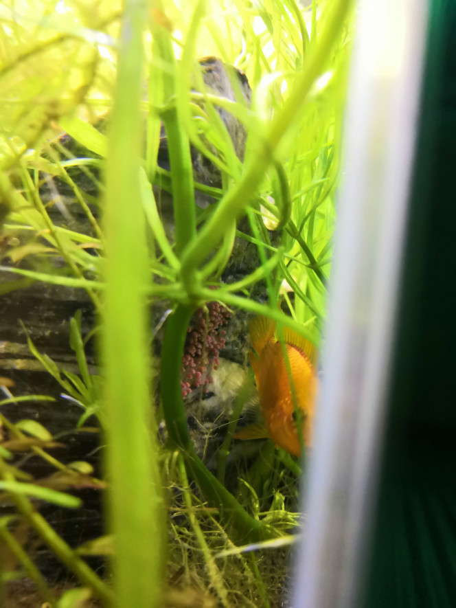 Nouvel arrivant... Et surprise du matin ! Suite à la perte de Simba il y a quelques semaines, nous sommes allés chercher hier chez le même particulier un nouveau mâle apistó. Nala se sentait visiblement trop seule car elle s'intégrait à la communauté des empereurs et commencait à adapter son comportement au leur. " Junior"  nous a donc rejoint hier. Ca a semblé bien matcher hier... Ce matin... Surpriiiiise !
