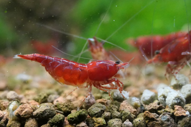 Crevettes Red Cherry Couple de Red Cherry et d'une très jeune d'environ 2mm.