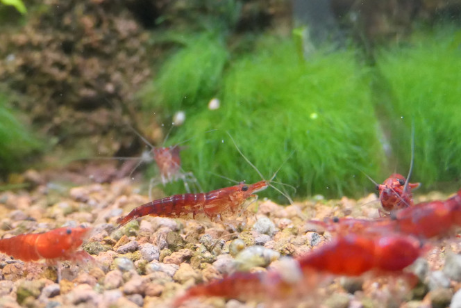 Crevettes Red Cherry Couple de Red Cherry et d'une très jeune d'environ 2mm.