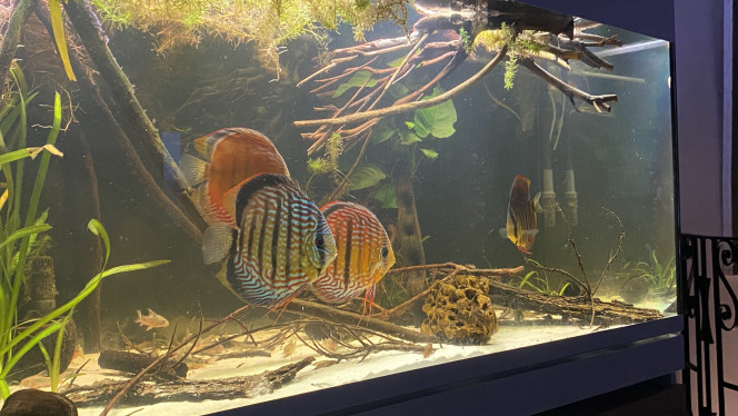 Bac biotope Discus sauvages 