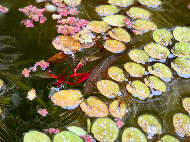 Poissons Paradis femelle