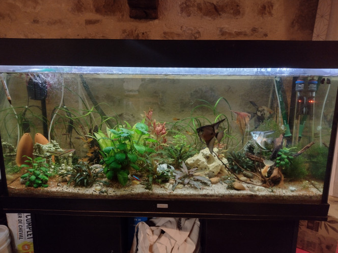 changement radical Pour cause d'une fuite on a dù vider l'aquarium et donc on en a profité pour lui refaire une beauté, mais aussi d'acceuilir nos deux femelles scalaire.

nous avons egalement changé l'éclairage de nos néons par des led moin forte mais plus adapté pour notre petite scalaire aveugle d'un oeil.