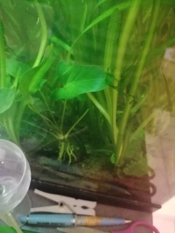 Photographie du post de Aquagarden83 