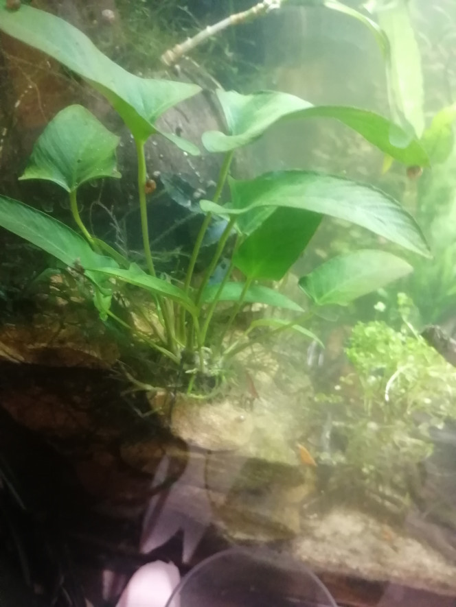 Photographie du post de Aquagarden83 