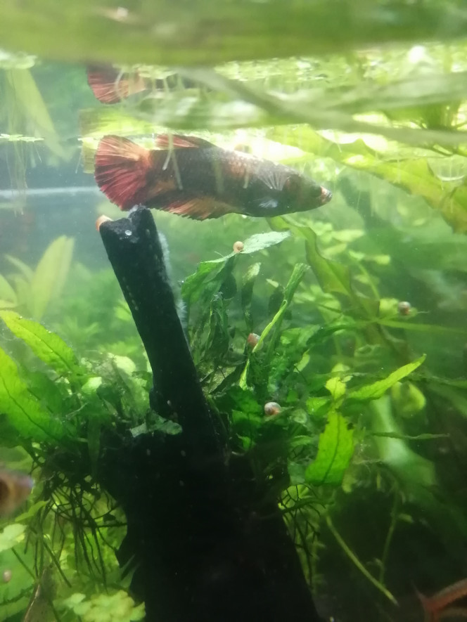 Photographie du post de Aquagarden83 