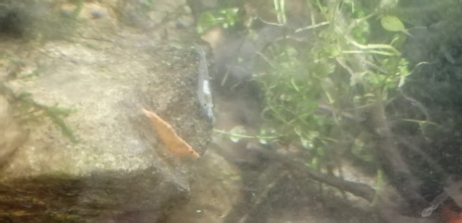 Photographie du post de Aquagarden83 