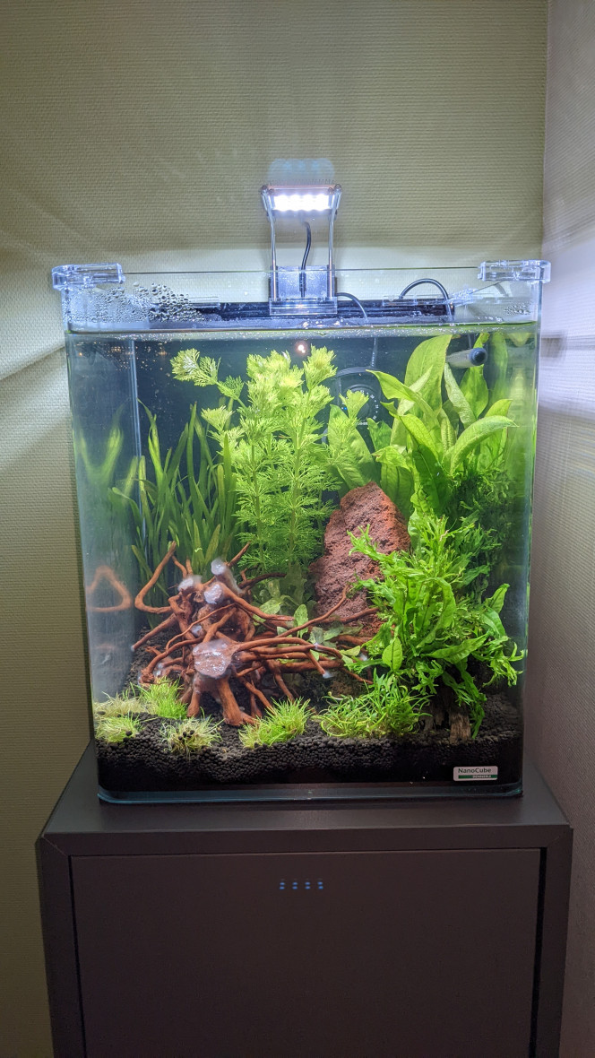 Cyclage J6 Petite prolifération sur la racine. Devrait disparaître avec le temps, ou être mangé par les crevettes quand elle seront introduites