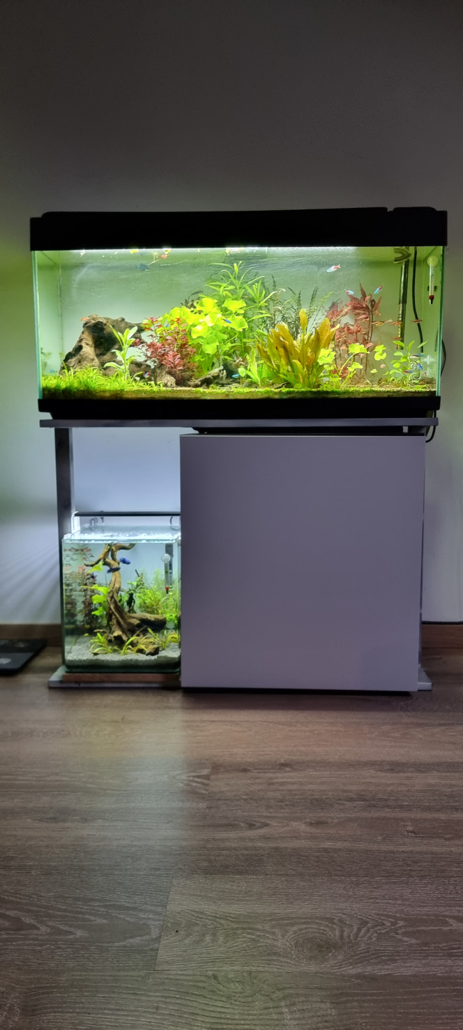 Vue d'ensemble Voilà une petite vue d'ensemble du 120 litres avec le 30 litres il sera bientôt remplacé par une triplette de nano cube deux 30 et un 60 litre