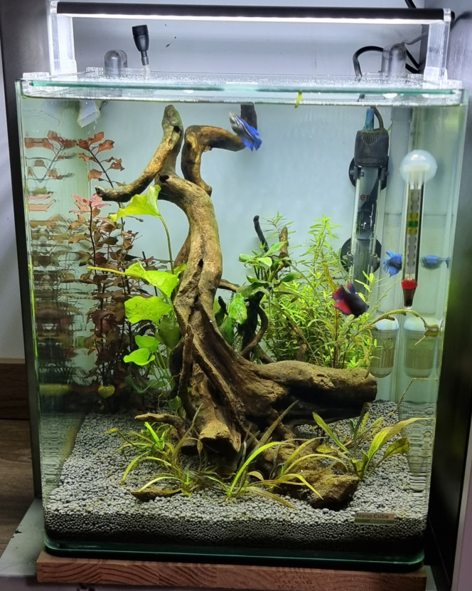 Nano cube 30l Voilà maintenant ça fait 10 jours que le sol a été changé pour le moment ça pousse pas trop mal les plantes ont un peu du mal à s'habituer vu que auparavant il y avait du CO2 dans l'aquarium et que là il n'y en a pas après c'est tout à fait normal elles vont finir par reprendre leur floraison normal