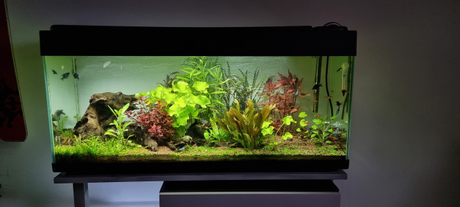 120l Voilà une petite photo de mon 120 litres qui me sert principalement de couveuse pour les plans