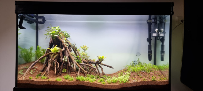 17jours Voilà 17 jours de cyclage ça pousse bien pour le moment toujours pas d'algues un peu de diatomée mais ça c'est tout à fait normal le temps que les silicate soit absorbé quelques carence dans les plantes mais ce sont plus des problèmes d'Acclimatation suite alors croissance précédente en extérieur de l'eau les nitrites sont à 0.2 qui continue à baisser de jour en jour ça annonce un bon cyclage par rapport au premier jour ou il était à 1.0 prochain changement d'eau à 50 % sera fait dimanche et premier rééquilibrage des paramètres ensuite les changements d'eau se feront à 30 % semaine pendant 15 jours et puis à 20 % toutes les semaines pendant un mois après suivant les paramètres ils se feront soit une fois tous les 15 jours à 20% ou soit une fois par semaine à 10 %