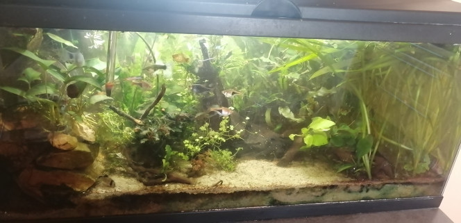Photographie du post de Aquagarden83 