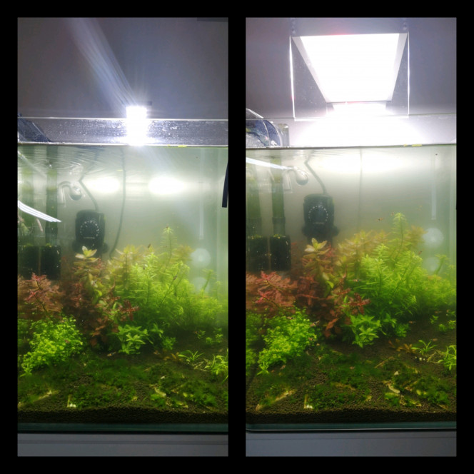 Photographie du post de Wakame 