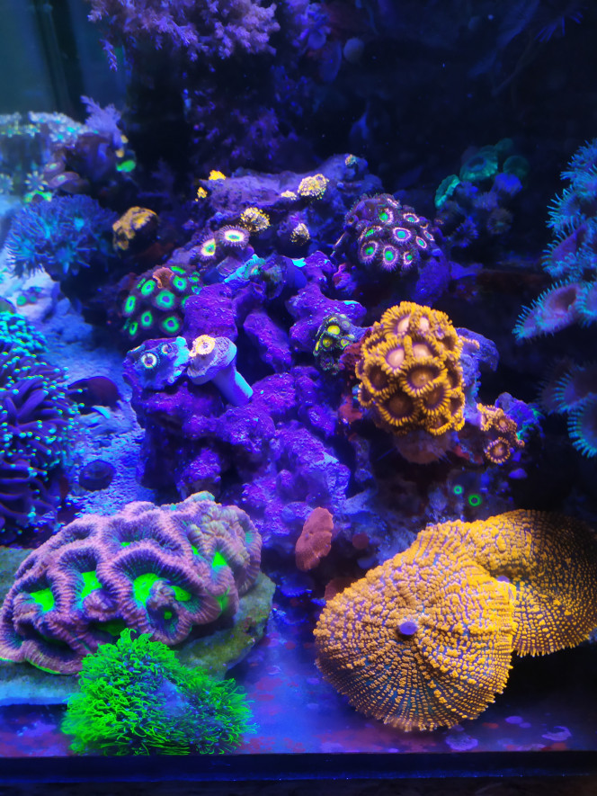  Petit changement de décors pour un zoa garden