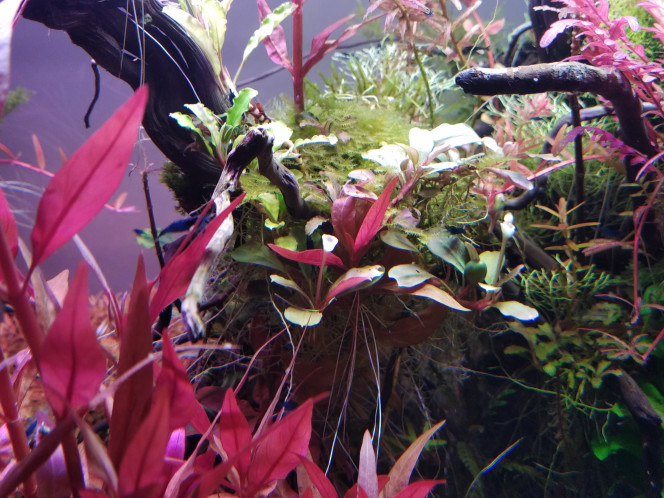 Fleurs de Bucephalandra 