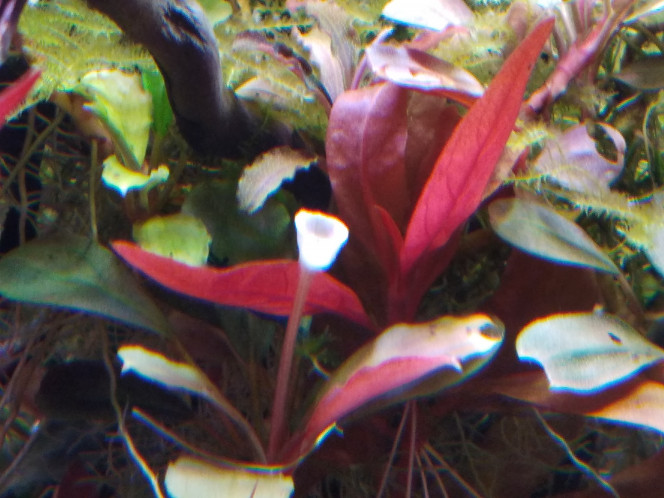Fleurs de Bucephalandra 