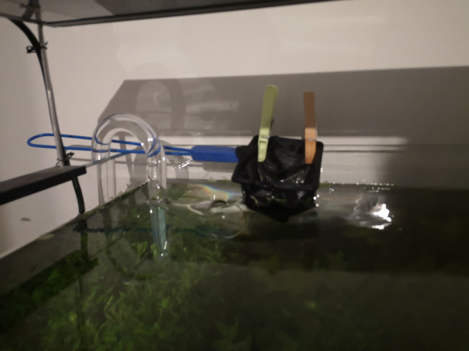 Photographie du post de Wakame 