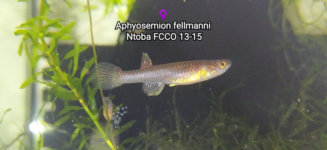 ♀️ Aphyosemion fellmanni Ntoba FCCO 13-15 Photo issus de mon bac 241