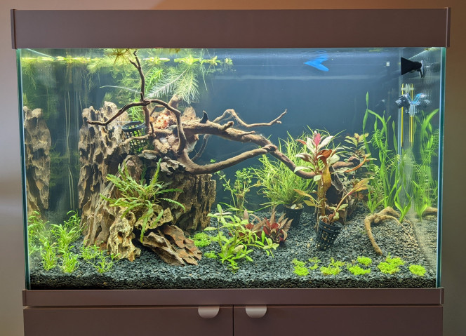 Affinage du scape 