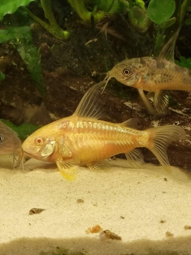 Ken et Fantom Les deux paleatus nés pendant mon cyclage il y a un an... arrivés sur les plantes gentiment envoyées par mon ami Stefan par la poste... eh oui, 3j dans une enveloppe, dans leurs œufs... et ils ont non seulement survécu à  leur voyage mais aussi au cyclage et sont de superbes corydoras avec une santé de fer ! :)

Et... Fantom est une fille ;)