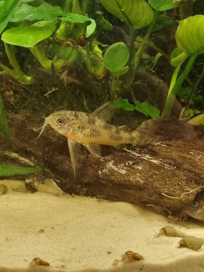 Ken et Fantom Les deux paleatus nés pendant mon cyclage il y a un an... arrivés sur les plantes gentiment envoyées par mon ami Stefan par la poste... eh oui, 3j dans une enveloppe, dans leurs œufs... et ils ont non seulement survécu à  leur voyage mais aussi au cyclage et sont de superbes corydoras avec une santé de fer ! :)

Et... Fantom est une fille ;)