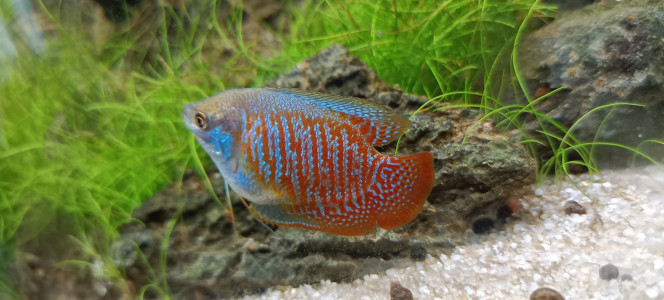 Colisa Lalia (gourami nain) Mon préféré , je le trouve trop beau