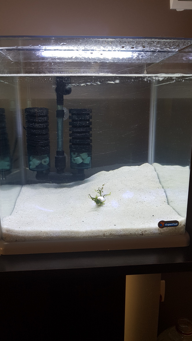 Nano 30L Sera pour des bloody mary dans 1 mois environ