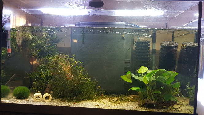 Aqua 50l Ancistrus 
Red fire 
Melanoides