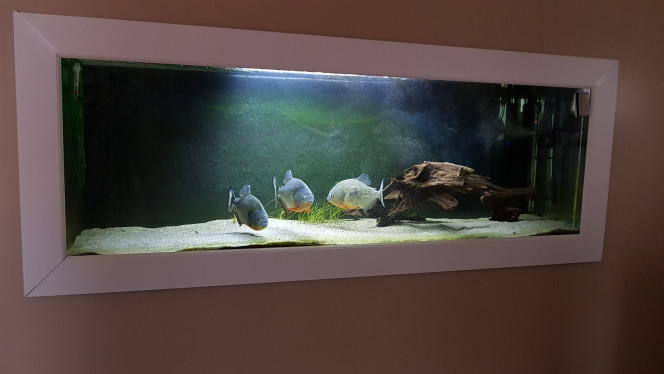 Aqua 1000L 3 pygocentrus cariba
