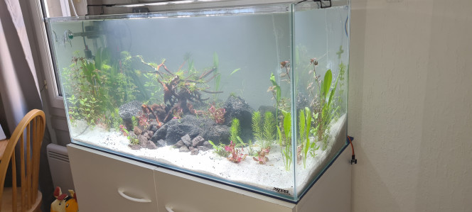 Mon premier aquarium 12h après mise en eau démarrage.