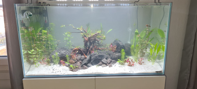 Mon premier aquarium 12h après mise en eau démarrage.