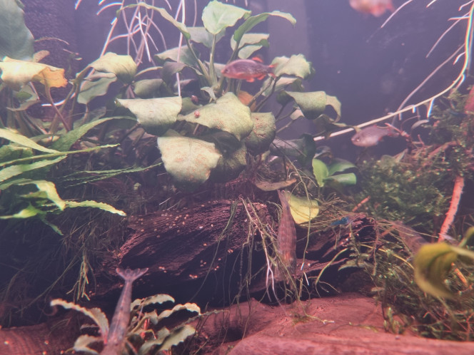 Pas facile a prendre en photos les Danio 