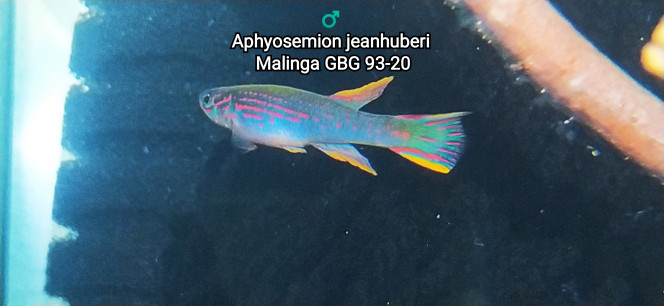 ♂️ Aphyosemion jeanhuberi Malinga GBG 93-20 Photo issus de mon bac 342