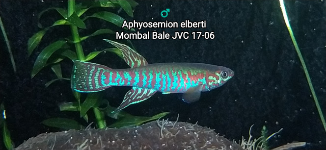 Aphyosemion elberti Mombal Bale JVC 17-06 Photo issus de mon bac 341