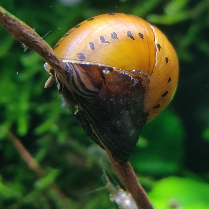 Photographie du post de MarleneMLX 