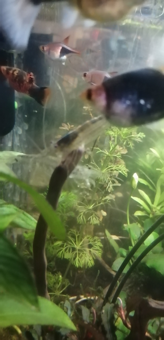 Photographie du post de Aquagarden83 