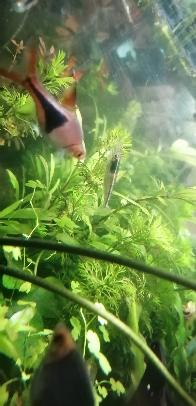 Photographie du post de Aquagarden83 